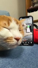 Cat is angry with toy