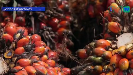 [#Reportage] #Gabon: la production d’huile de palme en hausse de 27,7%