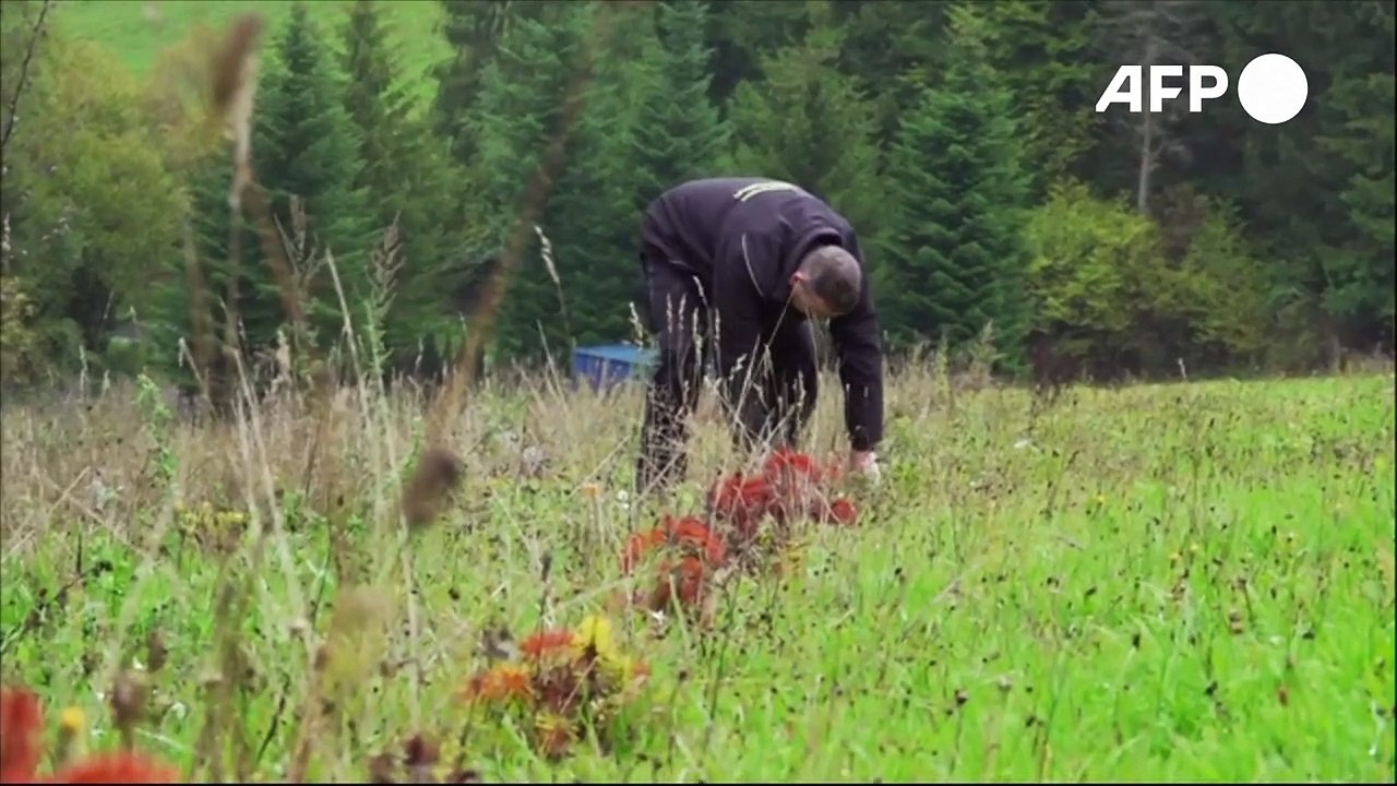 Dürre setzt Weihnachtsbaum-Produzenten zu - Preise für Tannen steigen