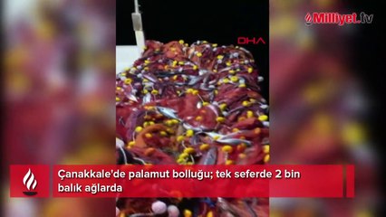 Çanakkale'de palamut bolluğu; tek seferde 2 bin balık ağlarda