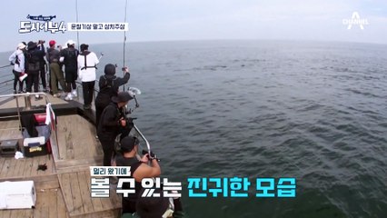 반갑다♥ 삼치 가지고 유유자적 헤엄치는 돌고래 떼