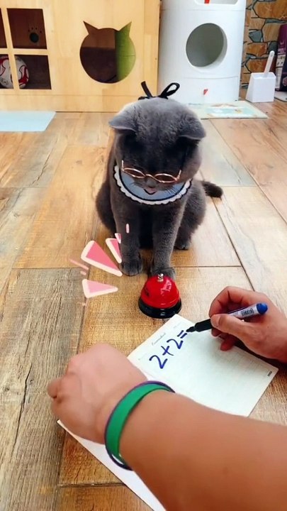Funny Cat Video Compilation #002 epic CM 2022