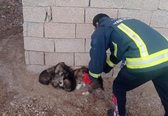FOSEPTİK KUYUSUNA DÜŞEN 6 YAVRU KÖPEĞİ İTFAİYE KURTARDI