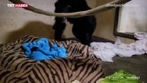 Anne şempanzenin bebeğiyle kavuşma anı duygulandırdı