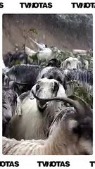 Beneficios de tener perritos en casa.