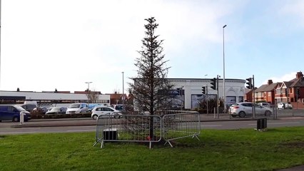 Locals blast council over putting lights on 'dead' tree