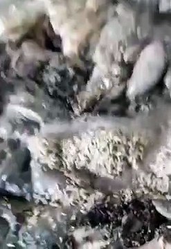 Mide bulandıran görüntüler! Mezbahanede kurtlu işkembeler