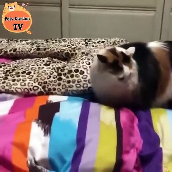 Animal funny- cat's funny