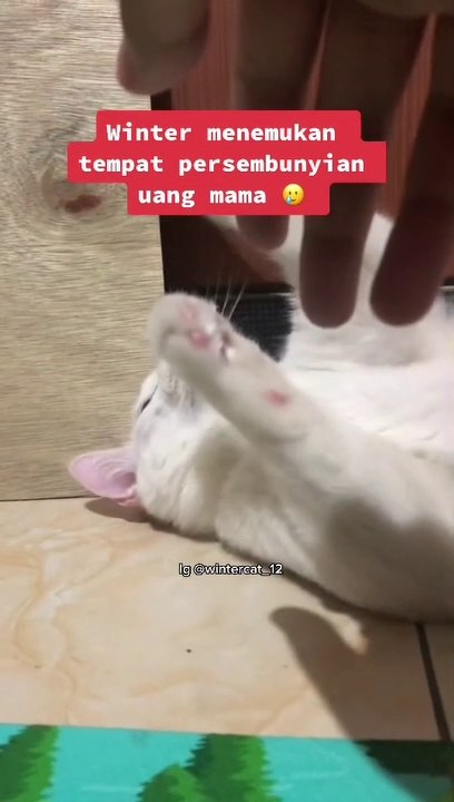 Funny Cats Video