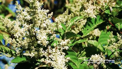 Amazing...!!! The Beauty of the Original Massenrempulu Enrekang relaxing music cinematic butterfly sucking flower juice