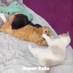 Kucing Lucu Menggemaskan