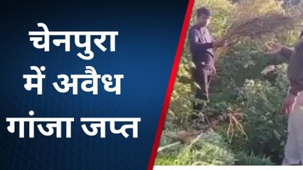 झाबुआ : पुलिस ने जप्त किए गांजे के पौधे,आरोपी को किया गिरफ्तार ,देखें रिपोर्ट