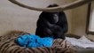 Moment chimpanzee sees her baby for first time after giving birth by emergency C-section
