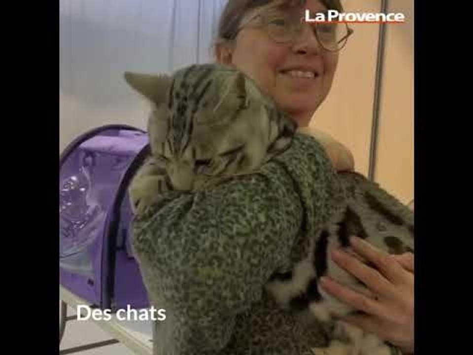 Opération séduction de nos amis à quatre pattes au salon des animaux de compagnie à Aubagne