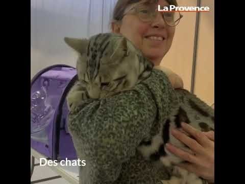 Opération séduction de nos amis à quatre pattes au salon des animaux de compagnie à Aubagne