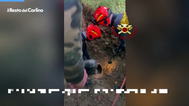 Bologna, salvato un cane intrappolato in uno scolo