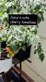 Using hydroponics to grow vegetables at home and growing luscious cherry tomatoes without soil