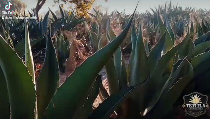 Agaves 2