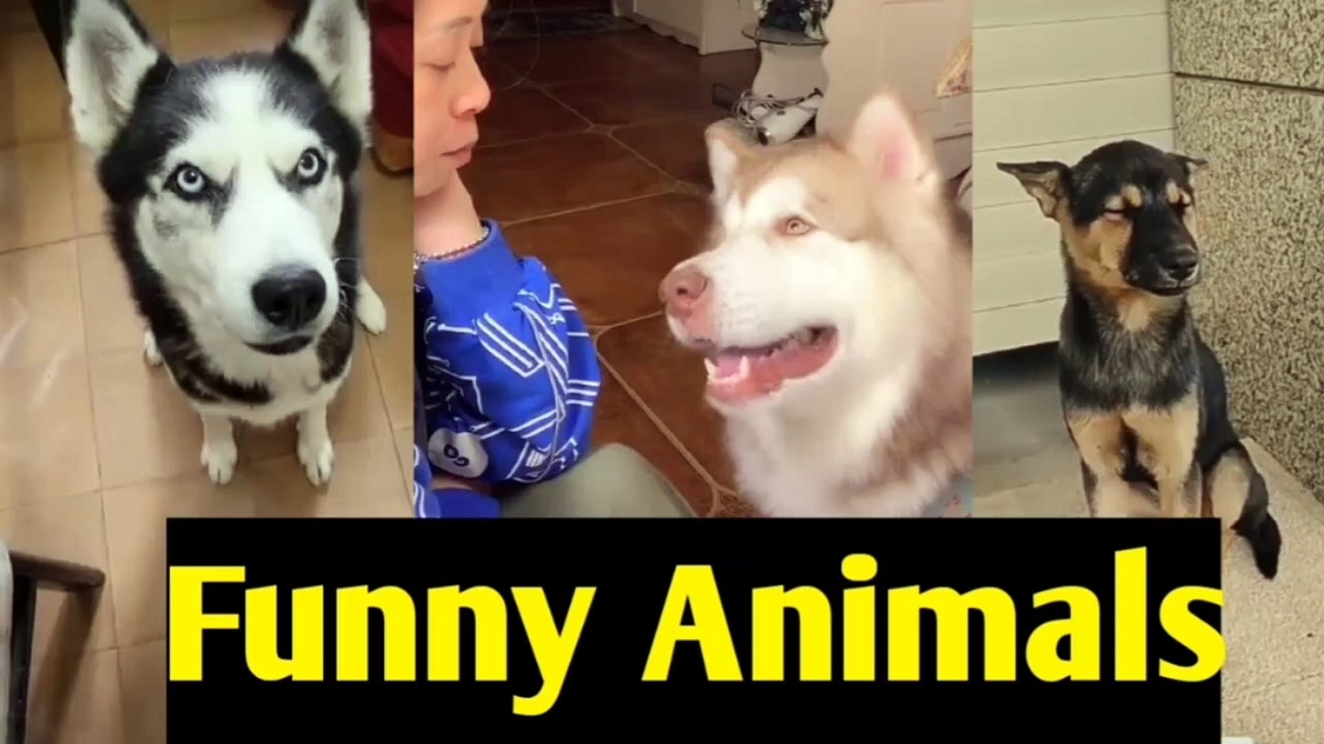 ⁣Funny Animals | Animals World EP 2