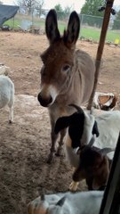 Leo the Donkey Knocks on Door for Some Attention