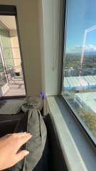 Hummingbird Hovers in the House