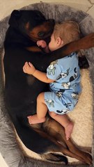 Dog and Baby Nap Together