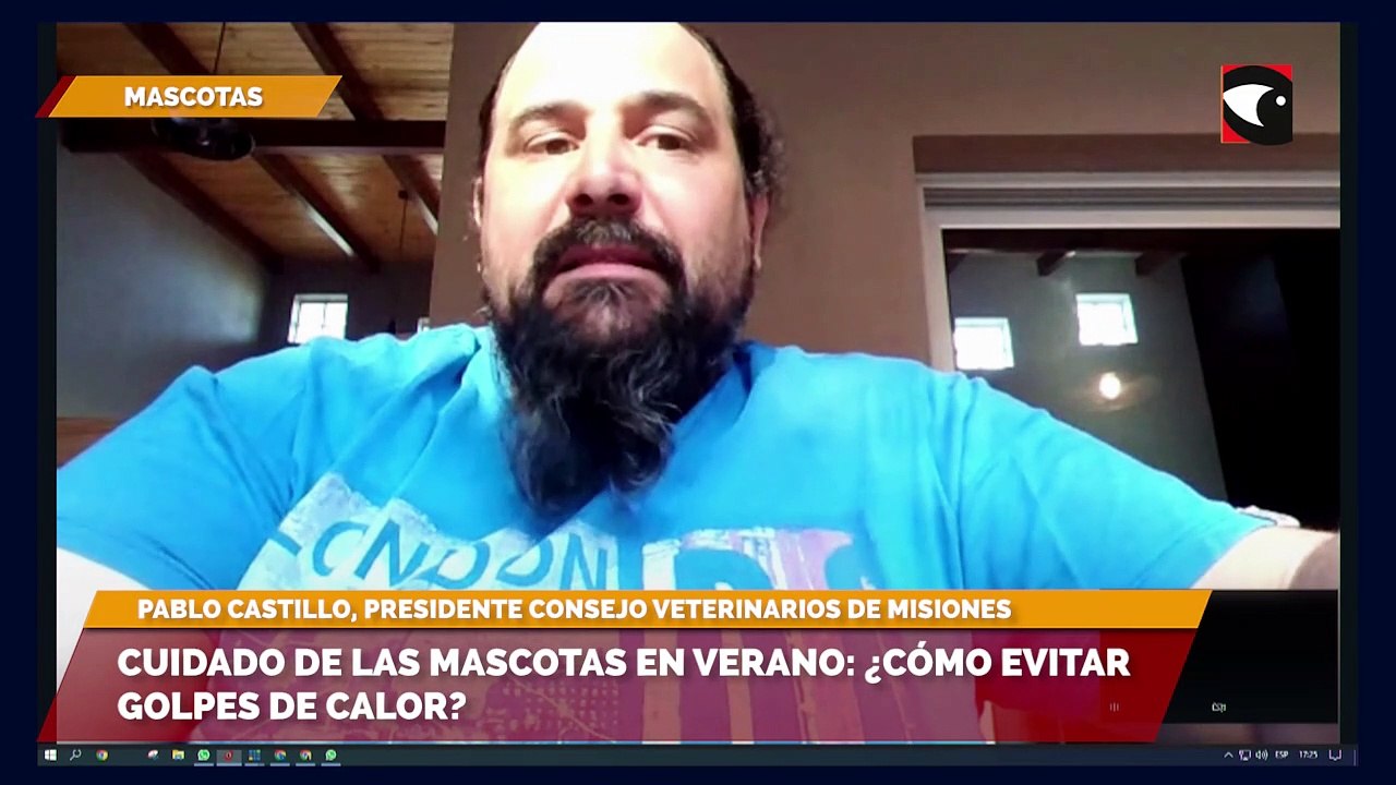 Cuidado de las mascotas en verano Cómo evitar golpes de calor