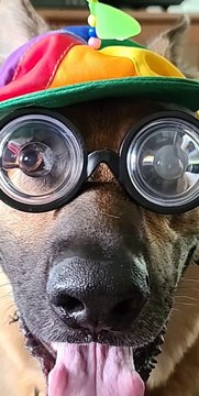 German Shepherd Wears Goofy Hat and Glasses