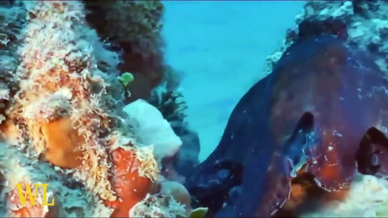 Dangerous eagle
