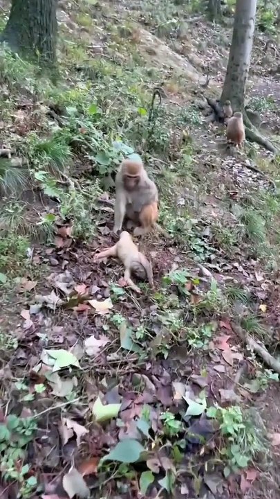 #that monkey