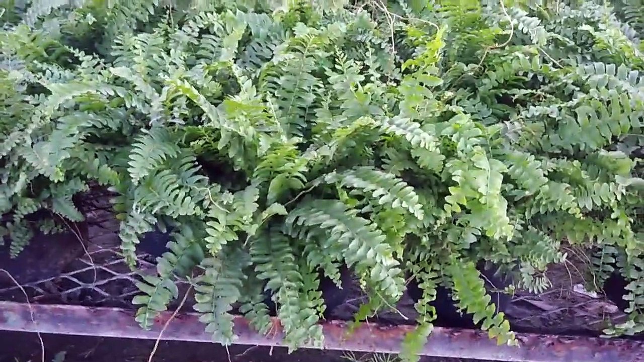 DIOS míos de haberlo sabido antes tuviera esta planta en mi casa es Un REGALO del cielo # helecho (1)