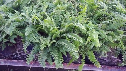 DIOS míos de haberlo sabido antes tuviera esta planta en mi casa es Un REGALO del cielo # helecho (1)