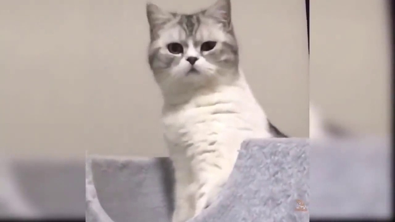 Baby Cats Has Funny Moment Video Compilation