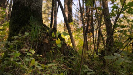 China Nature's Ancient Kingdom - East The Last Refuge