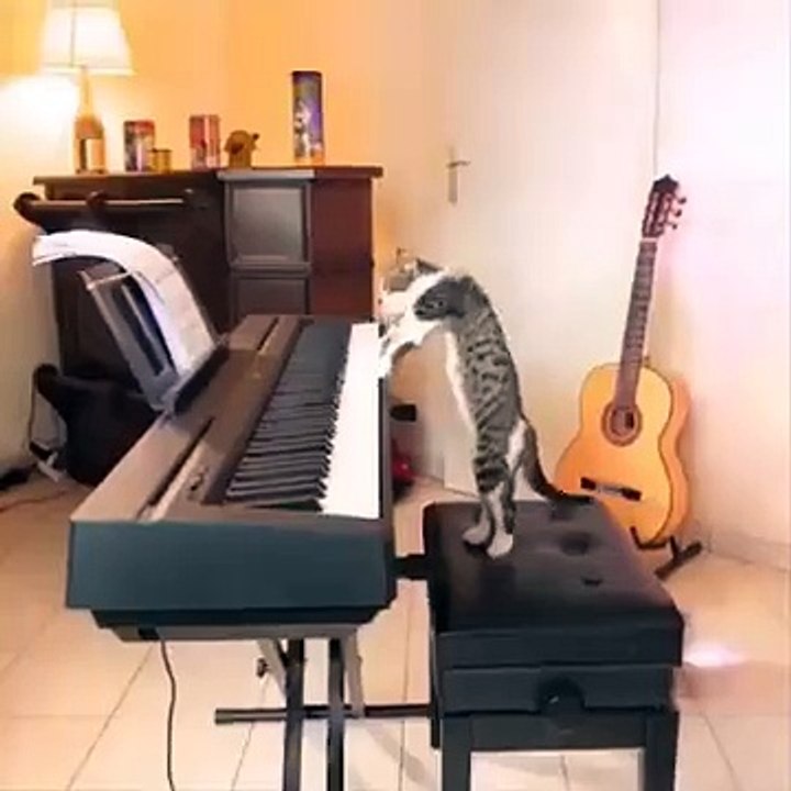 Funniest_Cats__-_Don't_try_to_hold_back_Laughter__-_Funny_Cats_Life(360p)