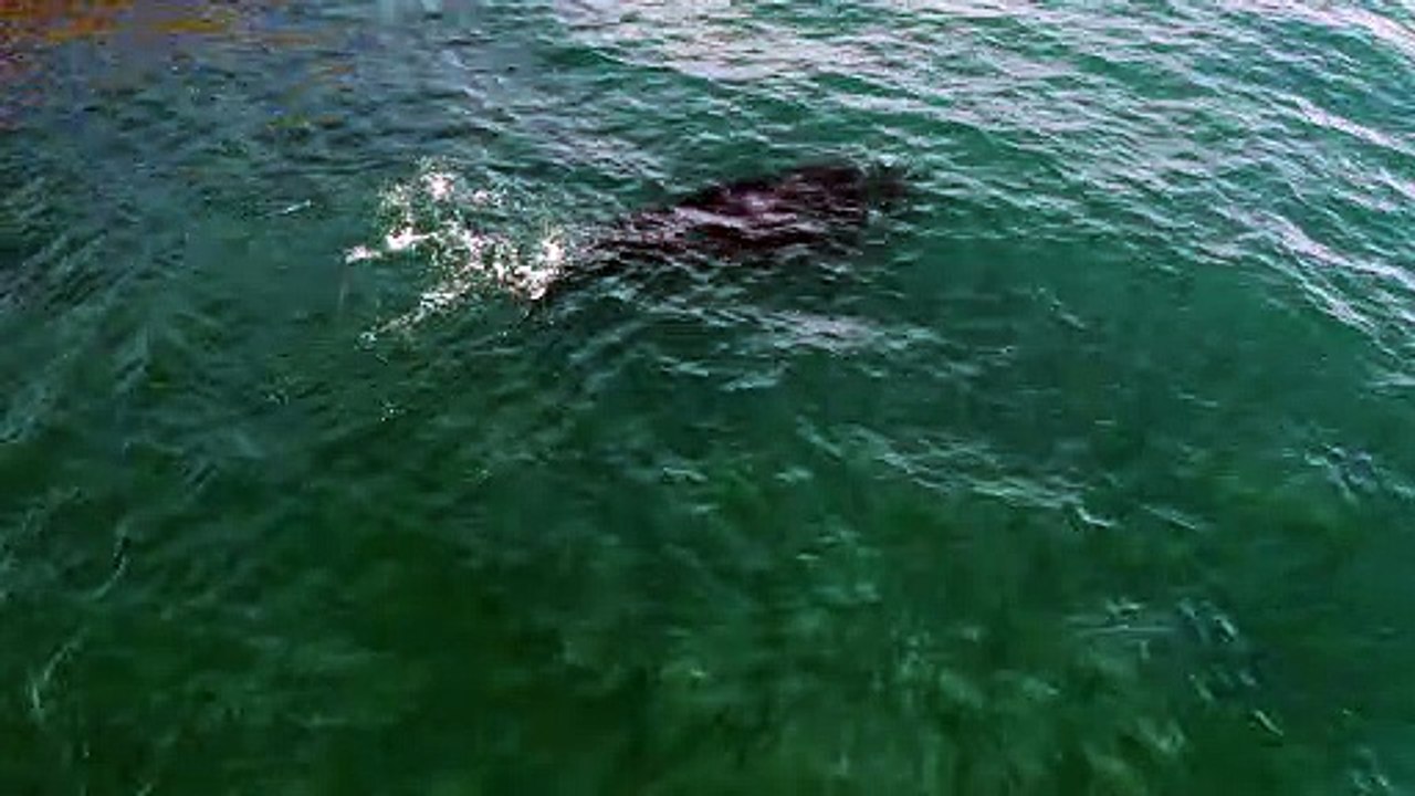 southern right whale