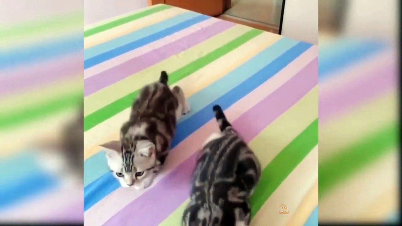 Funny cat