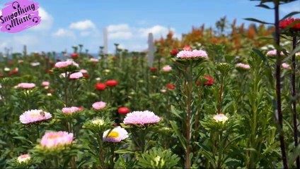 5 Minute Timer - Calm and Relaxing Music*1*