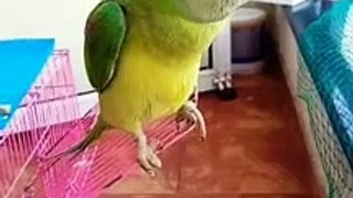 Bolne Wala Parrot