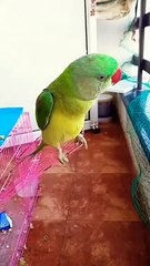 Bolne Wala Parrot
