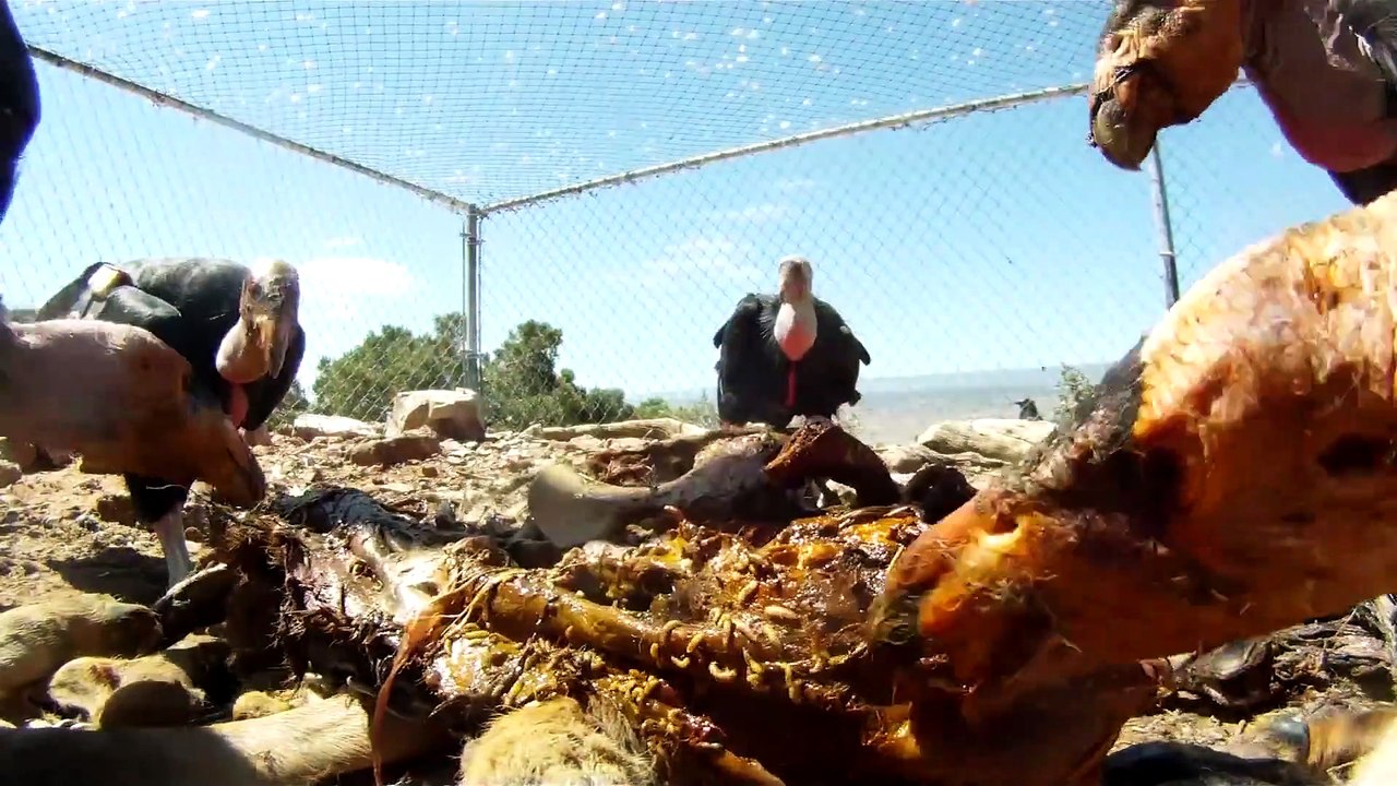 California Condor Song by The Whizpops!