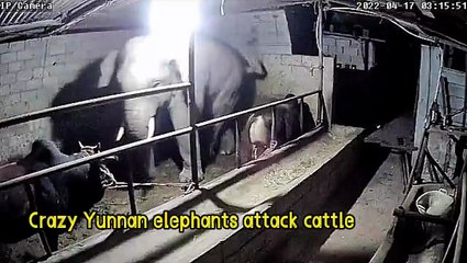 Ahıra giren fil, bir ineği öldürdü, o anlar kameralar tarafından kaydedildi