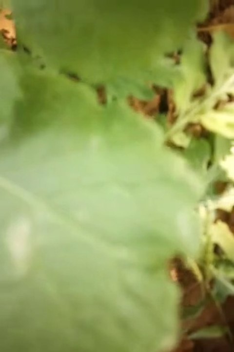 Mustard crops