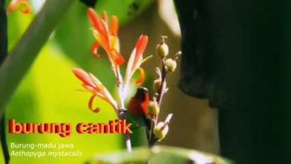 BURUNG CANTIK