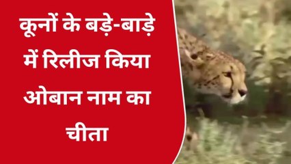 श्योपुर : कूनों के बड़े-बाड़े में रिलीज किया ओबान चीता, ड्रोन की नजर में रहा 1 घंटे तक तक