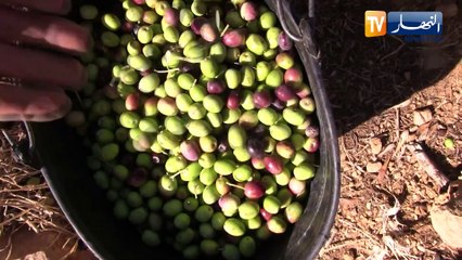 الطارف : الحاجة حفصية .. مثال المرأة الريفية المحافظة على تقاليد جنى وعصر الزيتون