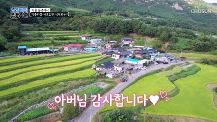 가을 햇볕 듬뿍 먹고 자란 통통한 가을 밤 수확하기! TV CHOSUN 221120 방송
