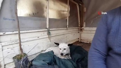 Pazar esnafı Yıldırım, 'Atlas' ismini verdiği köpeğini asla yanından ayırmıyor