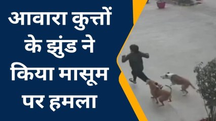 आगे मासूम बच्ची पीछे खूंखार कुत्ते, लेकिन नोच डाला... कमजोर दिल वाले न देखें