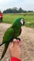 Freefly severe macaw